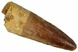 Fossil Spinosaurus Tooth - Real Dinosaur Tooth #360101-1